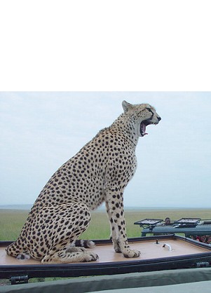 Auel's on Safari in Kenya